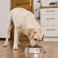 Perro comiendo tranquilamente en casa con pienso en su cuenco, alimentación saludable para perros, mascota feliz en un hogar cómodo y seguro.