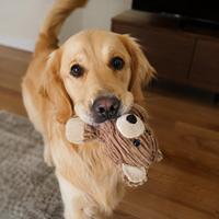 Perro con juguete de peluche en casa invitando a jugar, mascota feliz y cariñosa fortaleciendo el vínculo con su dueño, comportamiento canino, adiestramiento positivo y cuidados del perro.