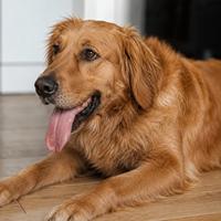 Perro jadeando intensamente en casa, posible señal de estrés, ansiedad o nerviosismo, comportamiento canino que ayuda a identificar problemas emocionales y mejorar el bienestar de la mascota.