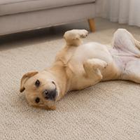 Perro labrador color crema tumbado boca arriba sobre una alfombra en casa, relajado y jugando, imagen de mascota doméstica tierna, perro feliz, cachorro, cuidados de perros y animales de compañía.