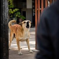 Perro ladrando en la entrada de una casa para alertar sobre la presencia de un desconocido, mostrando un comportamiento de vigilancia, protección y seguridad del hogar.