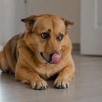 Perro lamiéndose el hocico sin presencia de comida, señal de estrés, ansiedad o incomodidad, comportamiento canino que ayuda a identificar el lenguaje corporal y mejorar el bienestar de la mascota.
