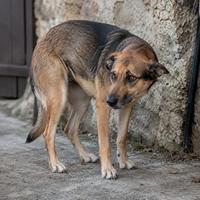 Perro con orejas hacia atrás y postura insegura, señales de miedo en perros, lenguaje corporal canino, estrés, ansiedad e incomodidad en el comportamiento del perro.