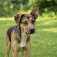 Perro con una oreja levantada y la otra relajada, atento a un sonido, mostrando lenguaje corporal canino, señales de comunicación y comportamiento natural del perro.