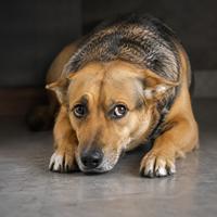 Perro con orejas hacia atrás y expresión de miedo, señal de estrés, inseguridad y nerviosismo, comportamiento canino que ayuda a identificar emociones y mejorar el bienestar de la mascota.