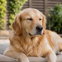 Perro realizando un parpadeo lento con expresión relajada, mostrando lenguaje corporal canino, señales de calma, confianza, bienestar y comportamiento natural del perro.