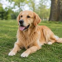 Perro tranquilo descansando con orejas en posición natural, lenguaje corporal canino relajado, señales de confianza, bienestar emocional y comportamiento equilibrado en perros.