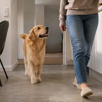 Perro siguiendo a su dueño por casa con atención y cariño, comportamiento canino que refleja confianza, apego, vínculo con la mascota, convivencia familiar y bienestar animal.
