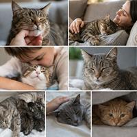 Por qué ronronean los gatos en diferentes situaciones como relajación, caricias, descanso, seguridad, lactancia, dolor y estrés para comprender el significado del ronroneo felino.