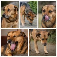 Señales de calma en perros: perro girando la cabeza, olfateando el suelo, lamiéndose el hocico, bostezando y caminando despacio para comunicar tranquilidad, reducir el estrés y evitar conflictos.
