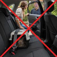 Error frecuente al transportar un gato en coche tras una adopción: dejar el transportín sin supervisión mientras se conversa fuera del vehículo. Imagen de seguridad y bienestar felino durante el traslado.