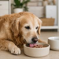 Perro Golden Retriever disfrutando de comida húmeda premium en su comedero, alimento para perros muy sabroso, fácil de masticar, ideal para mejorar la hidratación y estimular el apetito en perros adultos y mayores.