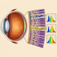 Ilustración científica de la visión canina mostrando el interior del ojo de un perro con la retina, los conos azul y amarillo, bastones y estructuras oculares, explicando cómo ven los perros los colores y el funcionamiento de la retina.