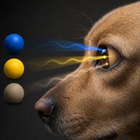Visión canina y percepción de colores en perros, ilustración del ojo de un perro mostrando cómo distingue los colores azul, amarillo y gris, explicando la visión de los perros de forma clara y realista.