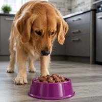 Perro frente a un cuenco de comida para gatos
