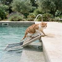 Un gato atigrado naranja y blanco, completamente mojado tras nadar, sube con esfuerzo por una rampa de seguridad texturizada para mascotas desde una piscina cristalina. La escena muestra el borde de la piscina de piedra y un exuberante jardín mediterráneo de fondo,