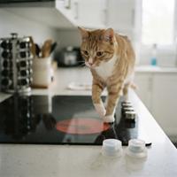 Un gato atigrado naranja y blanco camina con curiosidad sobre una placa de inducción negra en una cocina moderna, con una zona de cocción brillando en rojo intenso. La pata delantera del gato está a punto de pisar la superficie caliente,