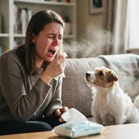 Primer plano de una mujer estornudando intensamente con los ojos cerrados y la nariz enrojecida, sosteniendo un pañuelo, mientras su perro Jack Russell Terrier la mira con curiosidad en un salón.
