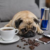Perro junto a café, chocolate y bebida energética,