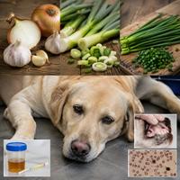 Perro enfermo por intoxicación alimentaria tras ingerir cebolla o ajo, con signos de anemia y debilidad;