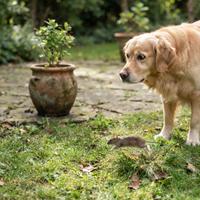 Perro golden retriever en un jardín reaccionando de inmediato ante un pequeño roedor en movimiento
