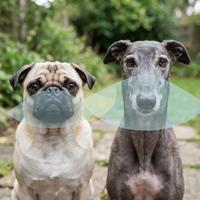 Comparación visual de un Pug (hocico chato) y un Lebrel (hocico largo) en un jardín