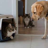 Gato recién adoptado conociendo a un perro y otro gato en su nuevo hogar durante una presentación tranquila y segura entre mascotas