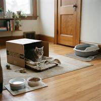 Gato atigrado descansando tranquilo dentro de una caja de cartón adaptada como refugio en una habitación preparada con arenero, comederos separados y juguetes