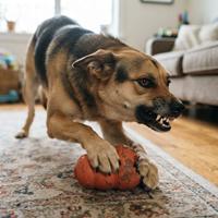 Perro mestizo gruñendo y protegiendo un juguete de goma en el suelo de casa,