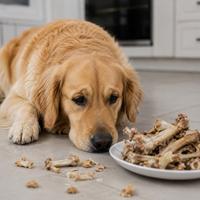 Perro junto a huesos cocinados,