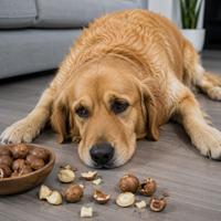 Perro con nueces de macadamia, alimento tóxico para perros