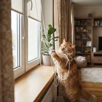 Gato naranja jugando peligrosamente con los cordones sueltos de una persiana en el hogar,