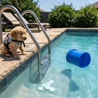 Cachorro junto a los escalones de una piscina y pastillas de cloro en el agua