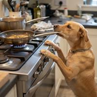 perro_cocina_peligro_quemaduras