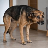 Perro inmóvil con el cuerpo rígido mostrando la señal de congelamiento, una advertencia de que puede preceder a una reacción defensiva o una mordedura si no se respeta su espacio.