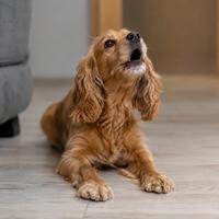 Perro gimiendo en casa como señal de ansiedad, estrés o necesidad de atención