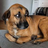 Perro mostrando el ojo de ballena o "whale eye", una señal de estrés, incomodidad y advertencia