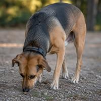 Perro oliendo el suelo durante una interacción, le ayuda a reducir el estrés, liberar tensión y recuperar la tranquilidad.