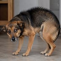 Perro con el pelo erizado en el lomo, como señal de alerta, miedo, estrés o alta excitación emocional