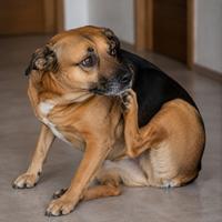 Perro rascándose de forma repentina durante un momento de tensión