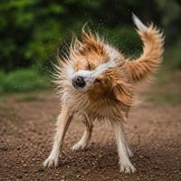 Perro sacudiéndose de la cabeza a la cola tras un momento de tensión que ayuda a liberar estrés y recuperar la relajación.