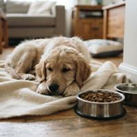 Un cachorro de raza pequeña y aspecto decaído descansa sobre una manta junto a su cuenco de comida intacto en un hogar