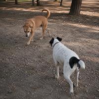 Dos perros acercándose en curva y de lado, para reducir la tensión y facilitar una interacción tranquila y segura entre perros.