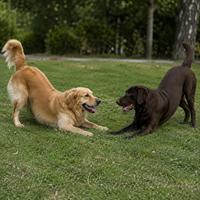 Dos perros realizando la postura de juego, con patas delanteras estiradas y cola elevada, una señal de confianza, diversión y juego saludable entre perros.