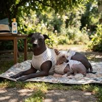 Ejemplares de razas sin pelo como el Xoloitzcuintle y el Crestado Chino descansando sobre una manta al aire libre con protector solar y protección textil.