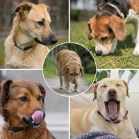 Perro mostrando señales de calma habituales como girar la cabeza, olfatear el suelo, lamerse el hocico, bostezar y caminar despacio para comunicar tranquilidad y reducir el estrés.