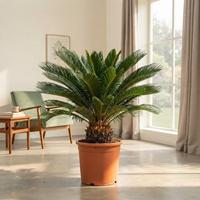 Planta palma de sagú en el interior de un salud cerca de un ventanal por donde le entra la luz del día