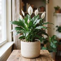 Spathiphyllum spp (lirio de paz) con flores blancas en maceta sobre mesa de madera