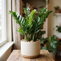 planta Zamioculcas zamiifolia en maceta beige sobre mesa de madera junto a una ventana