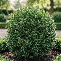 Primer plano de un arbusto de boj común (Buxus sempervirens) meticulosamente recortado en una forma esférica perfecta. Las hojas verdes, densas y brillantes, llenan el encuadre sobre un lecho de mantillo oscuro, con un jardín formal borroso de fondo. Ideal para paisajismo y diseño de setos.